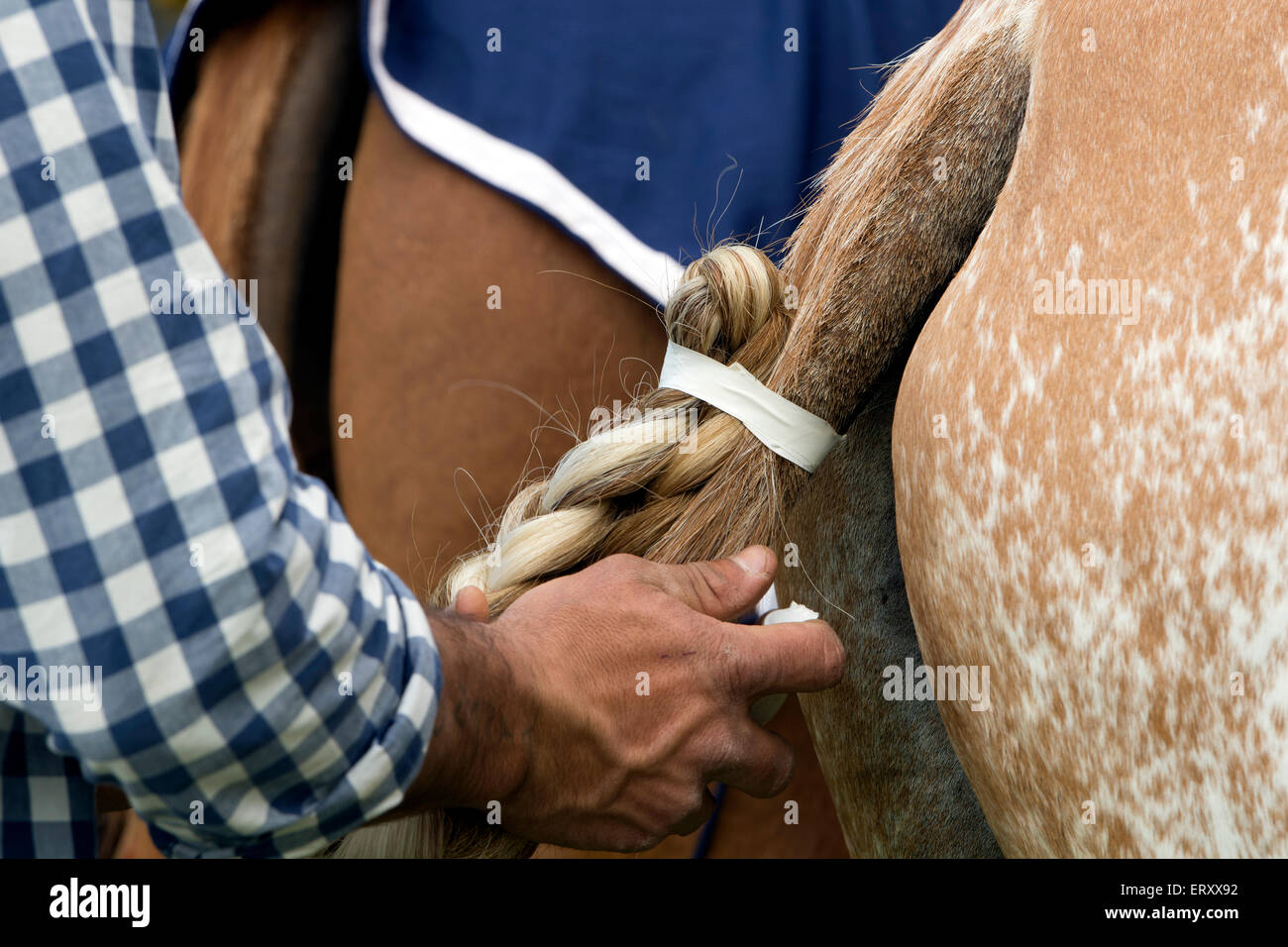 Man taping up a polo pony`s tail Stock Photo